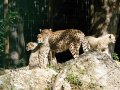 ZOO-Viden 24 srpen 2014 381.JPG